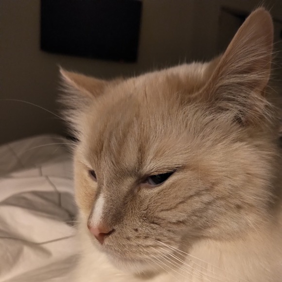 bodiwhiskers